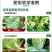 氨基寡糖素杀菌番茄辣椒果树花叶小叶病毒病抗病毒防病害