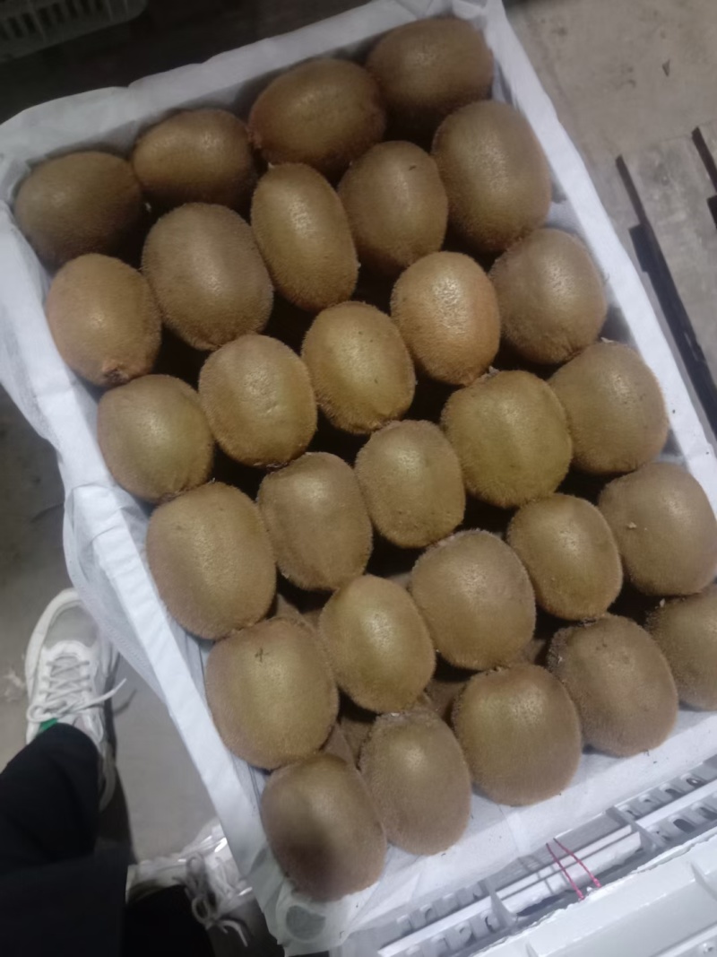 手感瑞雨翠香徐香海沃德商品果产地低价出售现货
