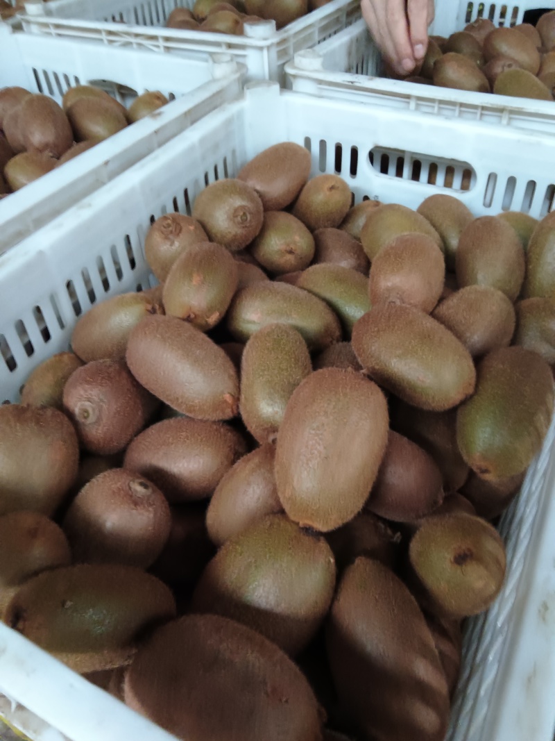 手感瑞雨翠香徐香海沃德商品果产地低价出售现货