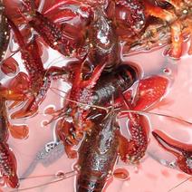 澳洲龙虾自家养殖基地量大价优欢迎各地老板来电