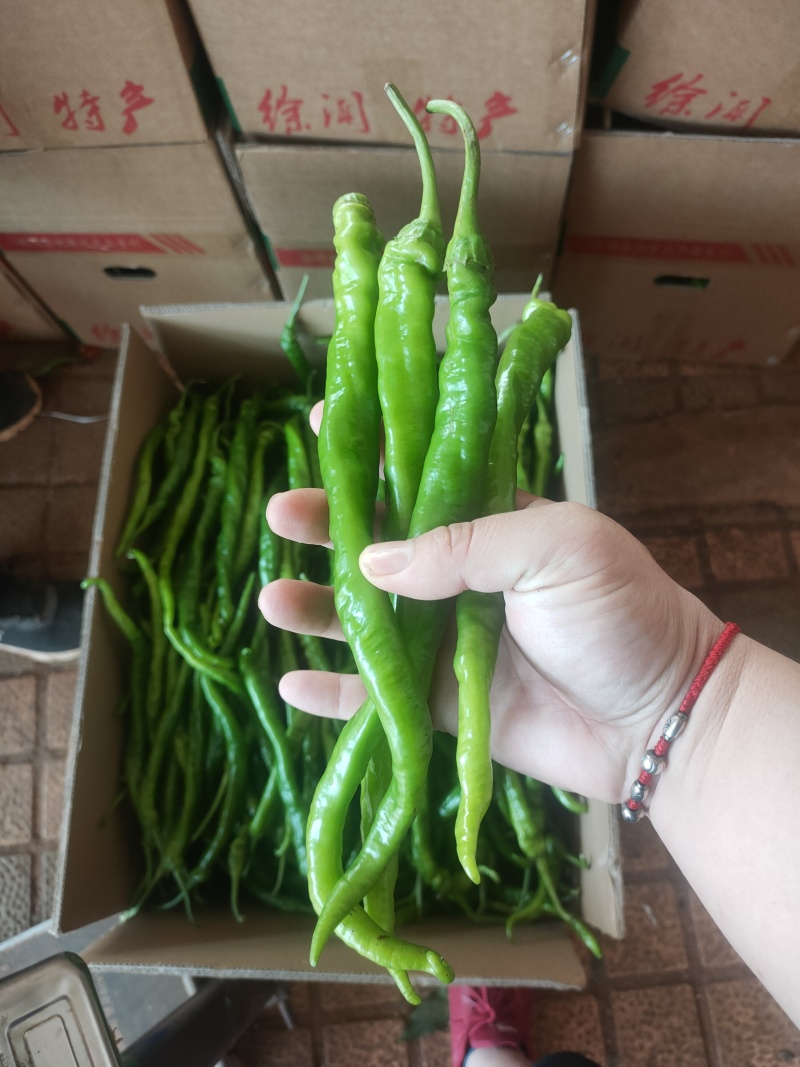 螺丝线椒，万亩大棚基地直发全国各地区，电商货，市场货，