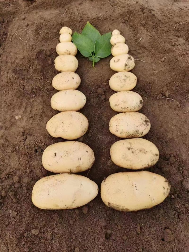 【推荐】山东荷兰十五土豆一手货源对接市场商超电商