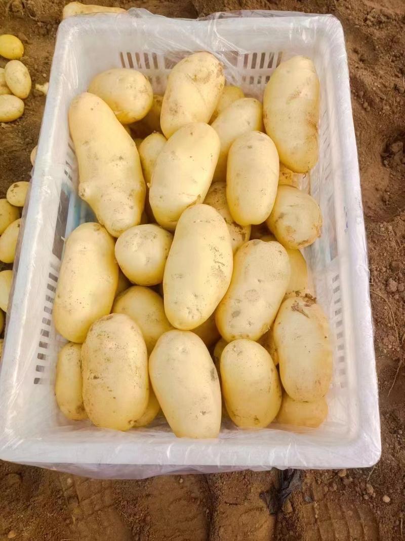 【推荐】山东荷兰十五黄心土豆一手货源对接市场商超电商