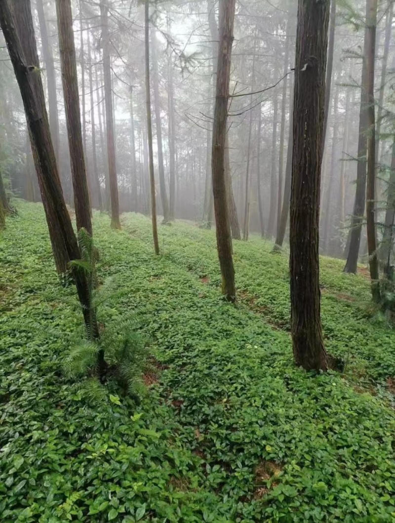 浙江三叶青苗紫藤三叶青苗，产地仿野生繁育成活率高