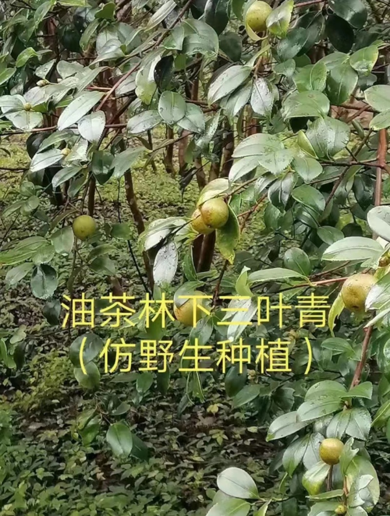 浙江三叶青苗紫藤三叶青苗，产地仿野生繁育成活率高