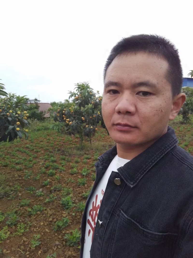 精品枇杷，大五星货源充足量大从优质量保证欢迎咨询