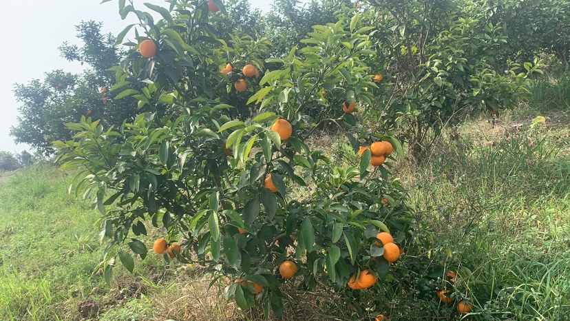 沃柑实物图，展示一个完整的沃柑果实，果皮橙黄、果肉饱满，背景为自然果园环境