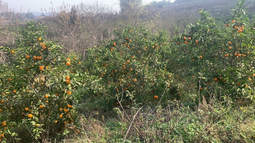 沃柑采摘现场