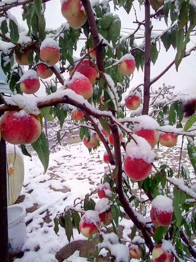 秋雪红桃树苗，桃子脆甜，含糖量26