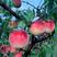 秋雪红桃树苗，桃子脆甜，含糖量26