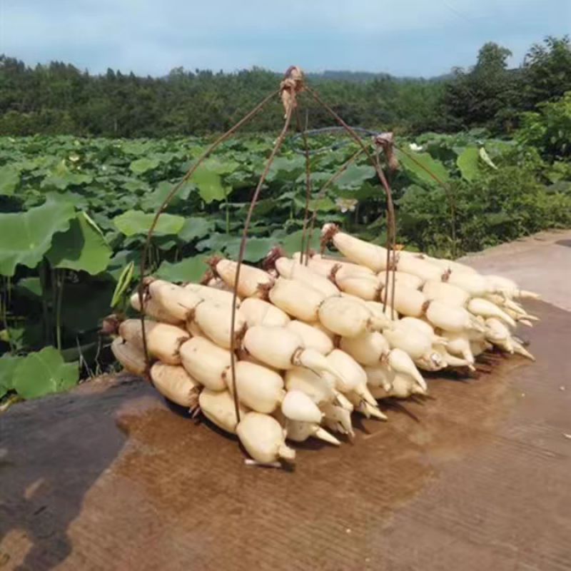 池塘大型观赏荷花藕苗水培植物食用藕种根盆栽水养花卉莲花苗