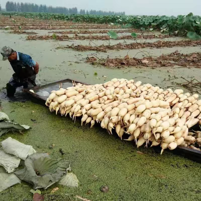 池塘大型观赏荷花藕苗水培植物食用藕种根盆栽水养花卉莲花苗
