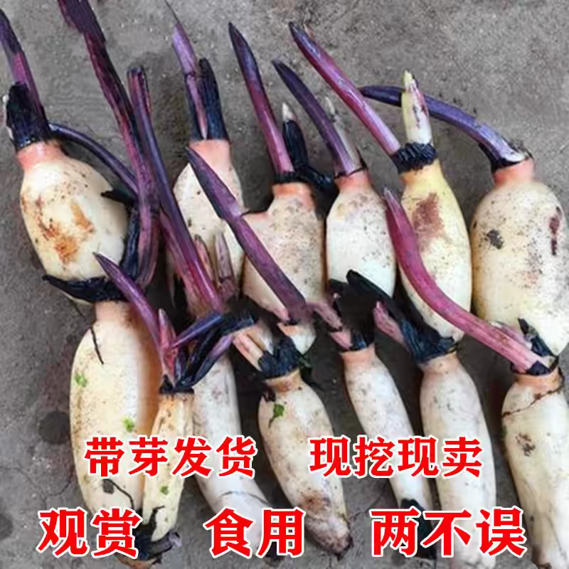 池塘大型观赏荷花藕苗水培植物食用藕种根盆栽水养花卉莲花苗