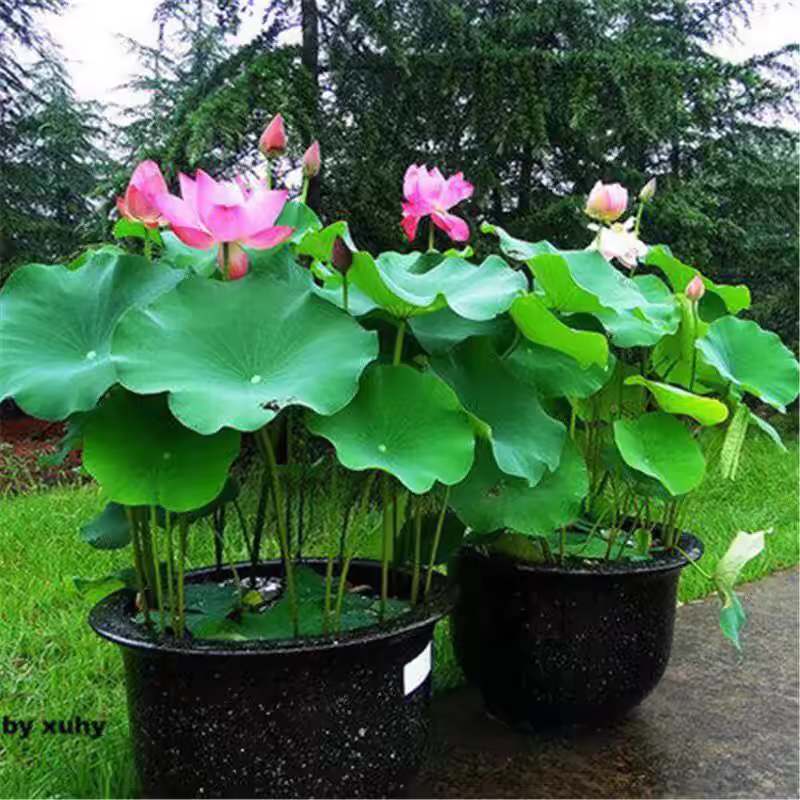 池塘大型观赏荷花藕苗水培植物食用藕种根盆栽水养花卉莲花苗