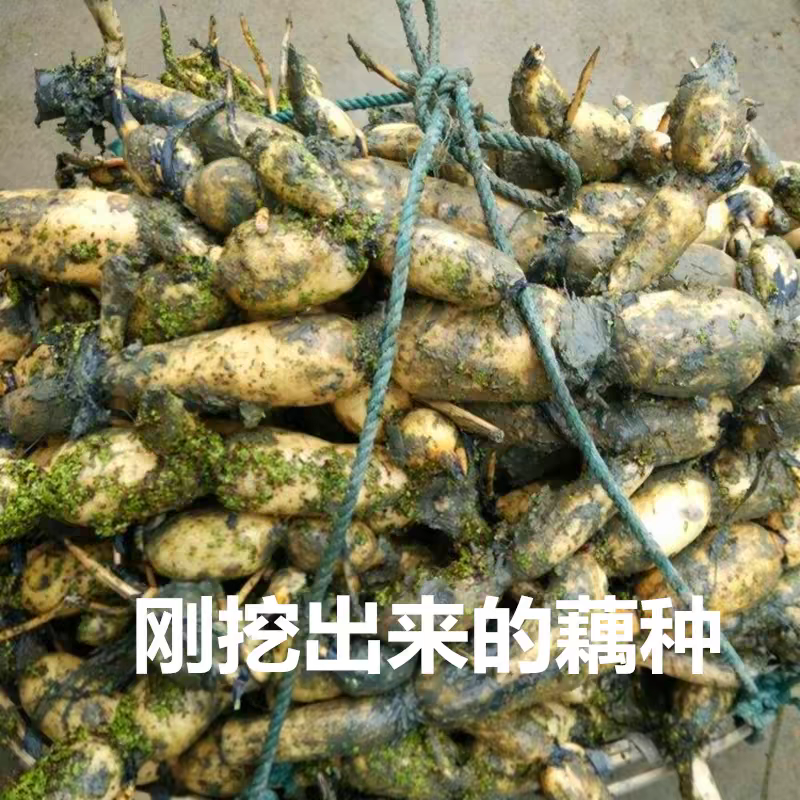 池塘大型观赏荷花藕苗水培植物食用藕种根盆栽水养花卉莲花苗