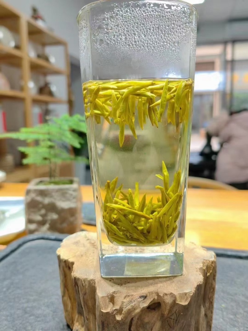 2024蒙顶黄芽新鲜上市啦