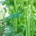比亚久1号小金豆种子，中早熟扁圆形，顺直浅绿色，无筋少纤
