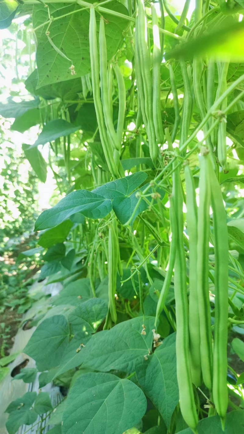 比亚久1号小金豆种子，中早熟扁圆形，顺直浅绿色，无筋少纤