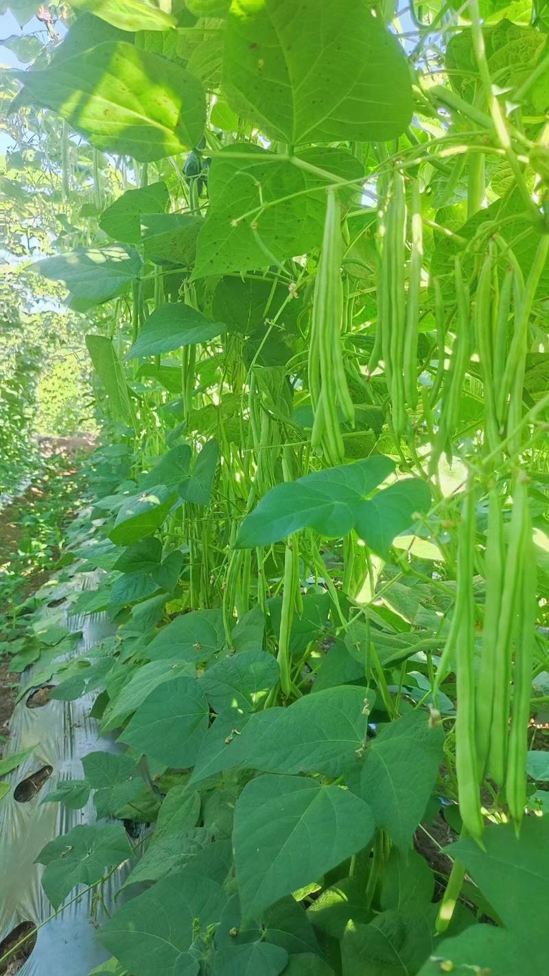 比亚久1号小金豆种子，中早熟扁圆形，顺直浅绿色，无筋少纤