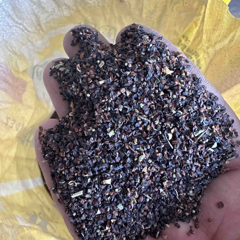 新产瞿麦种子高产抗病常年供应量大优惠详情请咨询