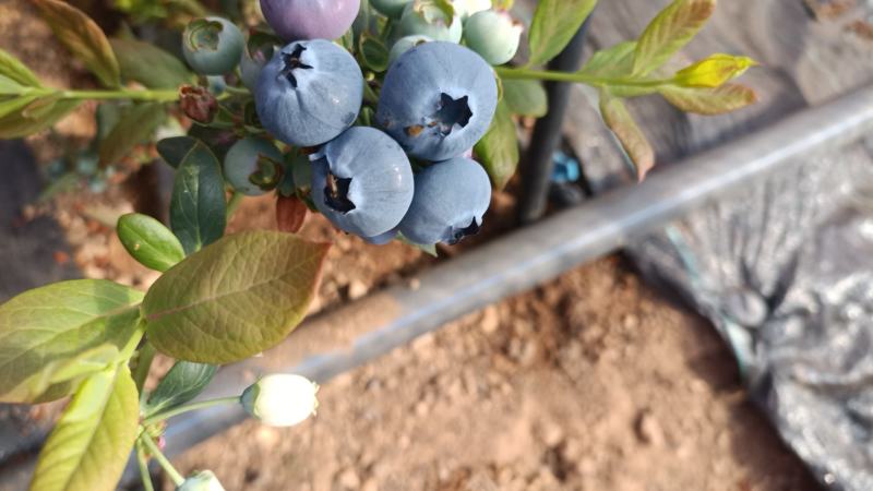 蓝莓大量上市