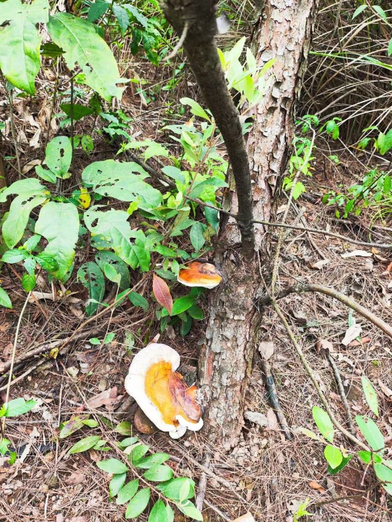松树舌，松树灵芝，灵芝干货，生长在松树上