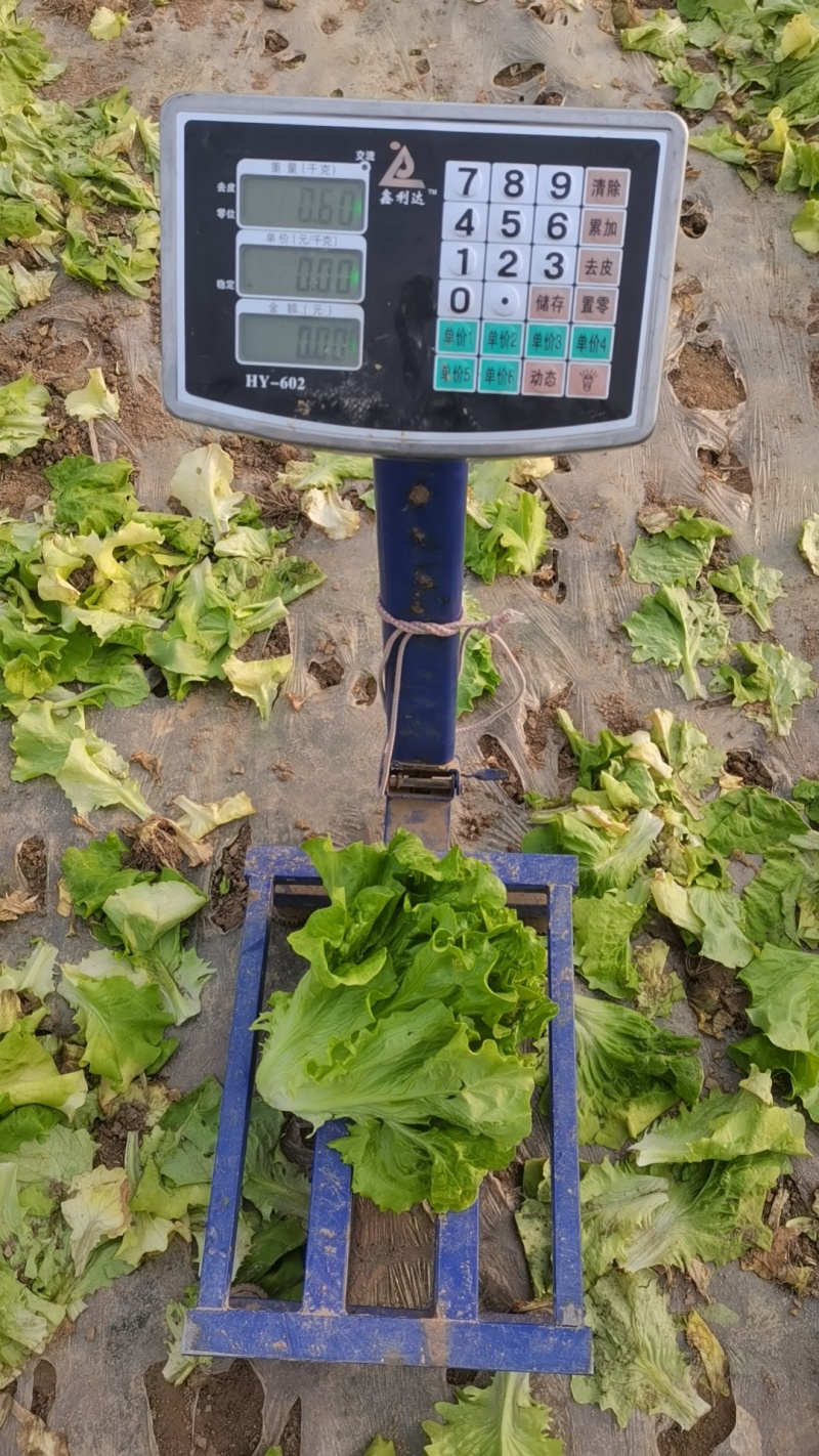 精品意大利生菜大量有货产地直发保证质量