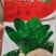 夏播王耐热菠菜种子，高抗热耐抽苔，半圆厚实深绿