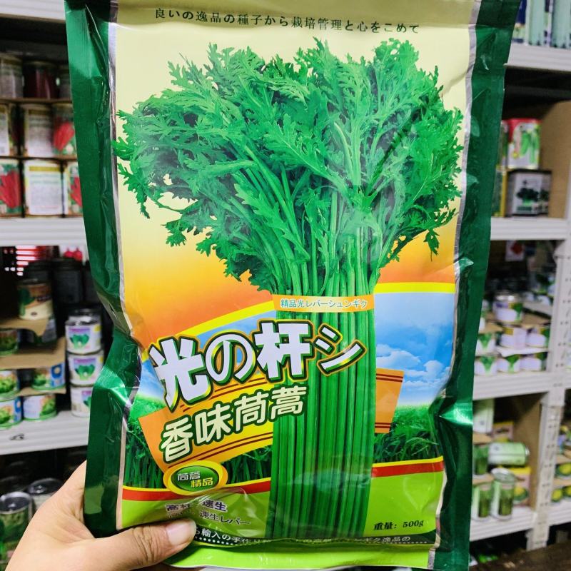 光杆香味茼蒿种子耐热耐寒四季蔬菜种子基地蓬蒿菜种子