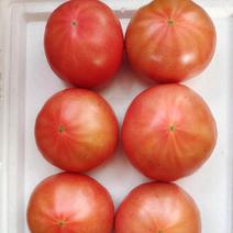 天津本地新开园水果西红柿自家大棚种植沙瓤酸甜西红柿