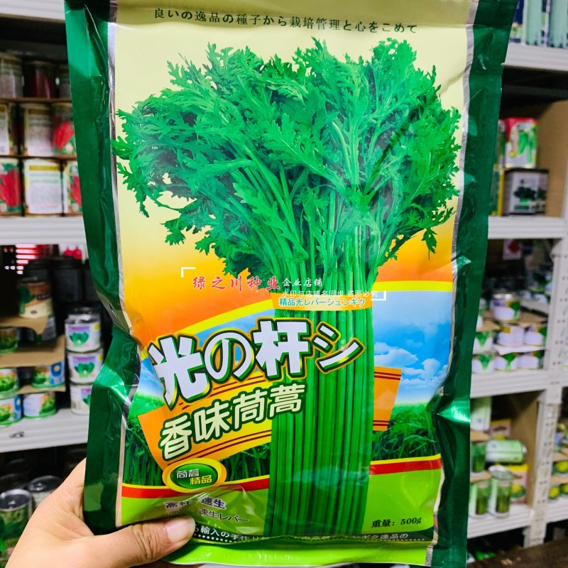 光杆香味茼蒿种子耐热耐寒四季蔬菜种子基地蓬蒿菜种子