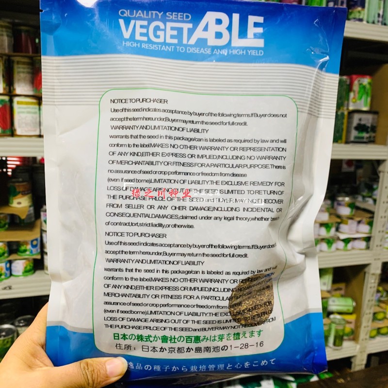 光杆香味茼蒿种子耐热耐寒四季蔬菜种子基地蓬蒿菜种子
