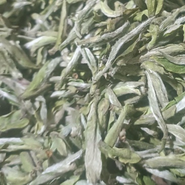高山白茶