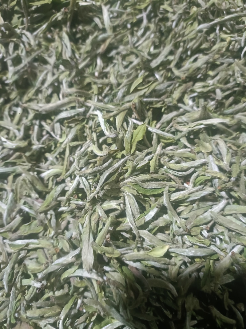 高山白茶
