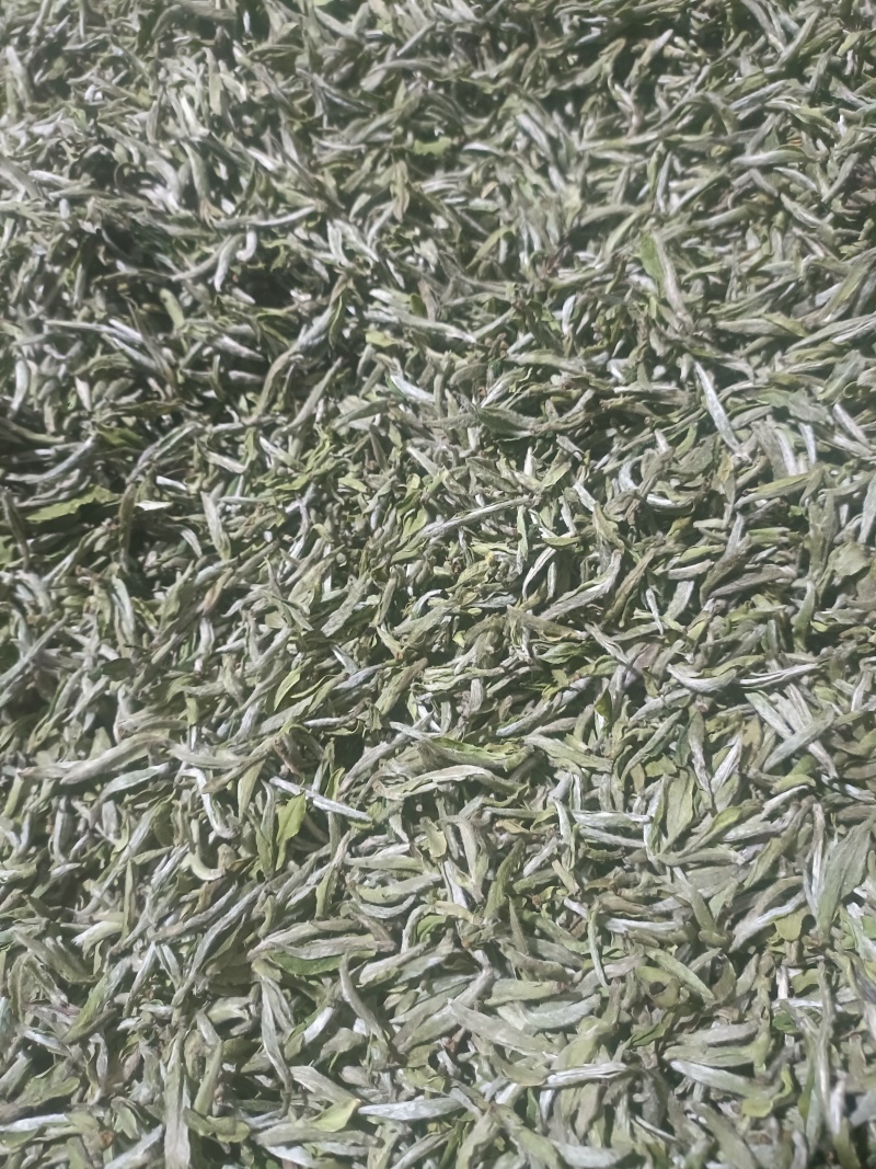 高山白茶