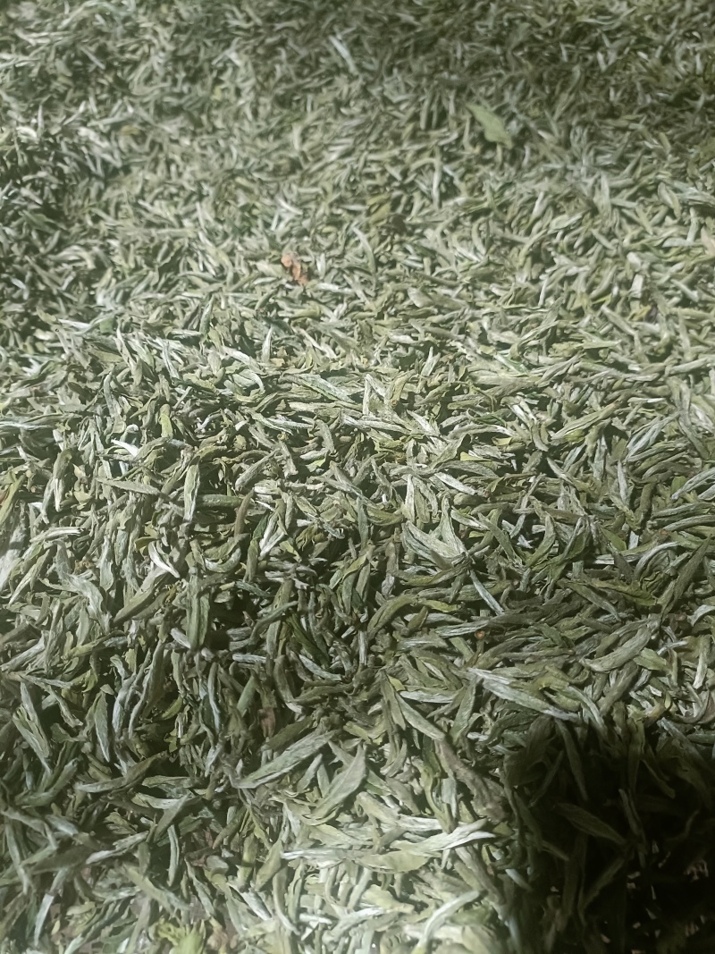 高山白茶