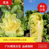 【湖北优选黄心白菜】产地现货直发，量大从优，无烧心品质好