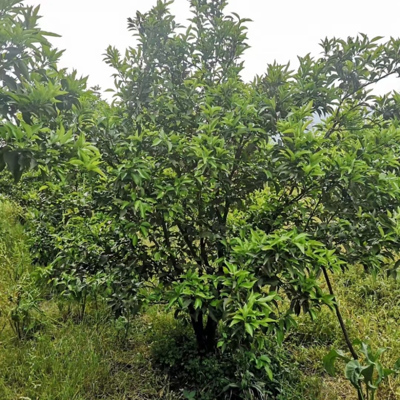 四川春见耙耙柑苗