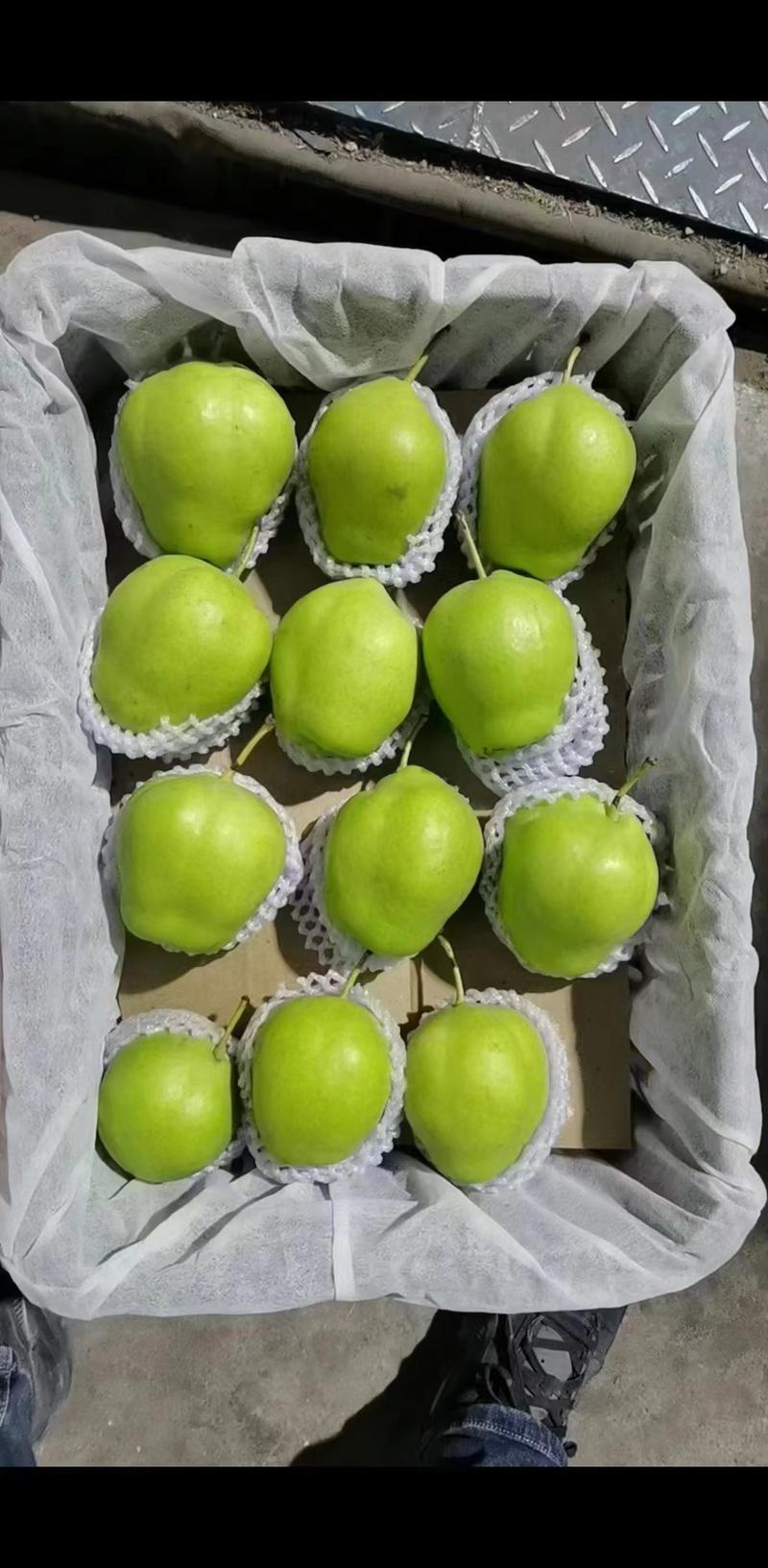 陕西蒲城酥梨大量上市产地直发保质保量对接全国客商可视频验