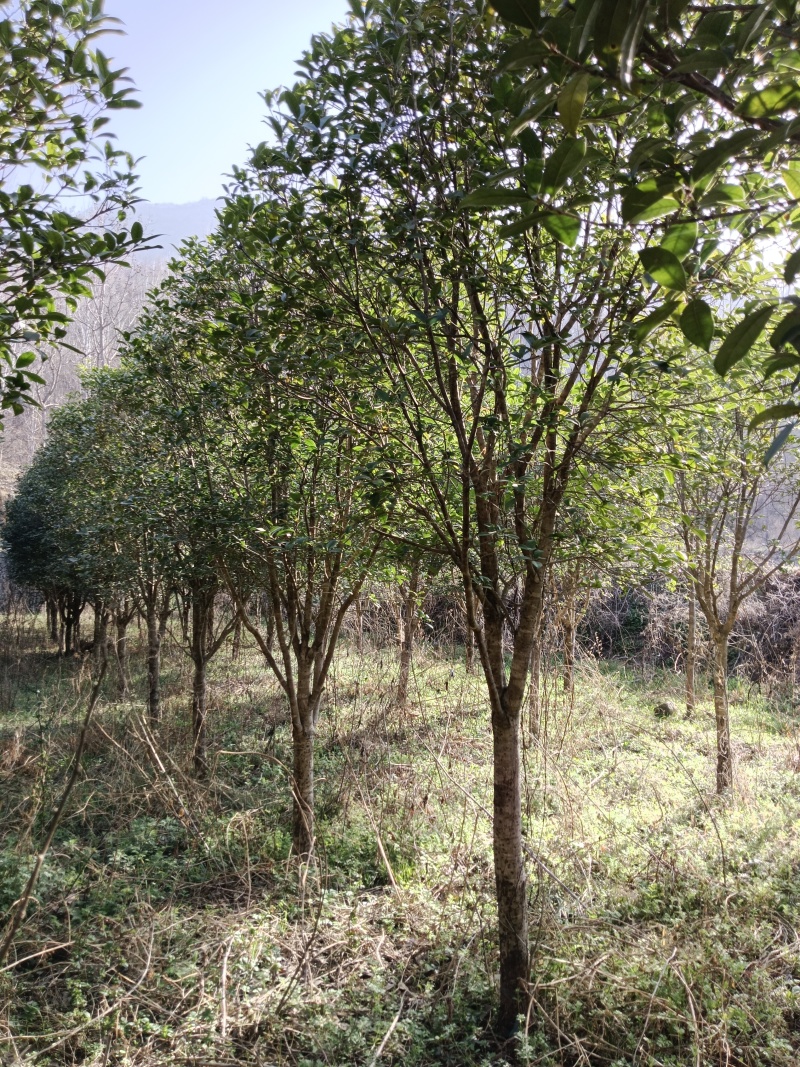 单杆桂花，丛生桂花各种规格齐全，河南桂花树
