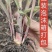 正品养殖专用无毛甜象草巴面红象草种苗羊猪鱼适口性高