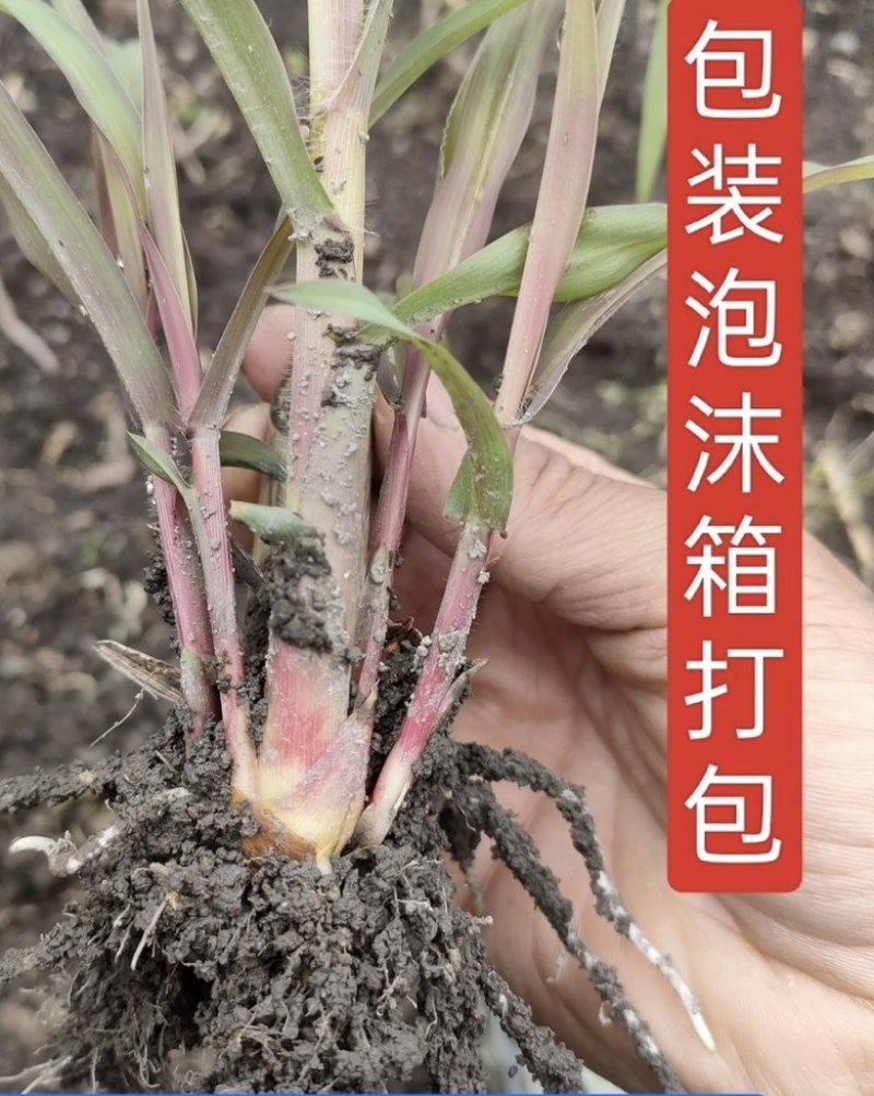 正品养殖专用无毛甜象草巴面红象草种苗羊猪鱼适口性高