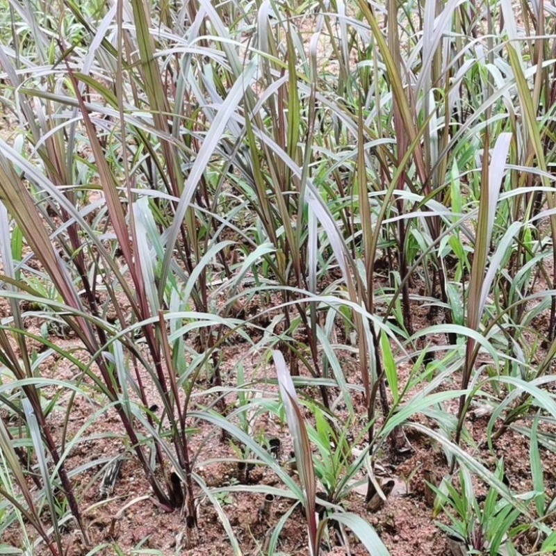 正品养殖专用无毛甜象草巴面红象草种苗羊猪鱼适口性高
