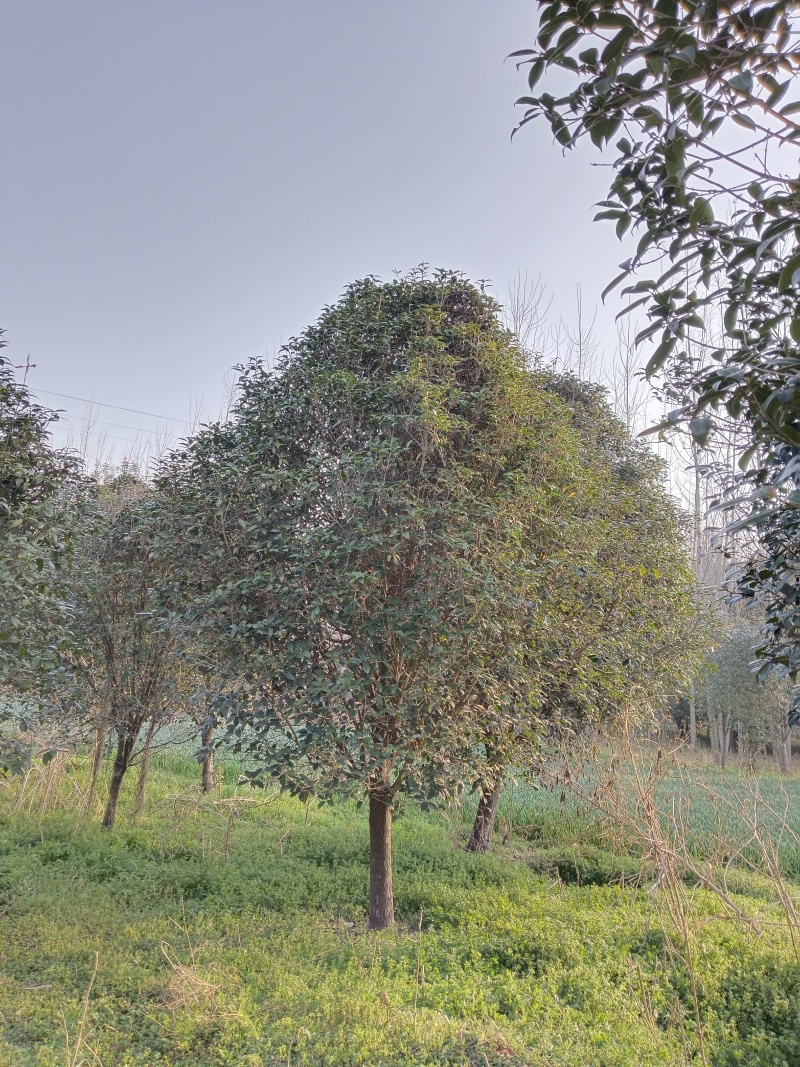 单杆桂花，丛生桂花各种规格齐全，河南桂花树