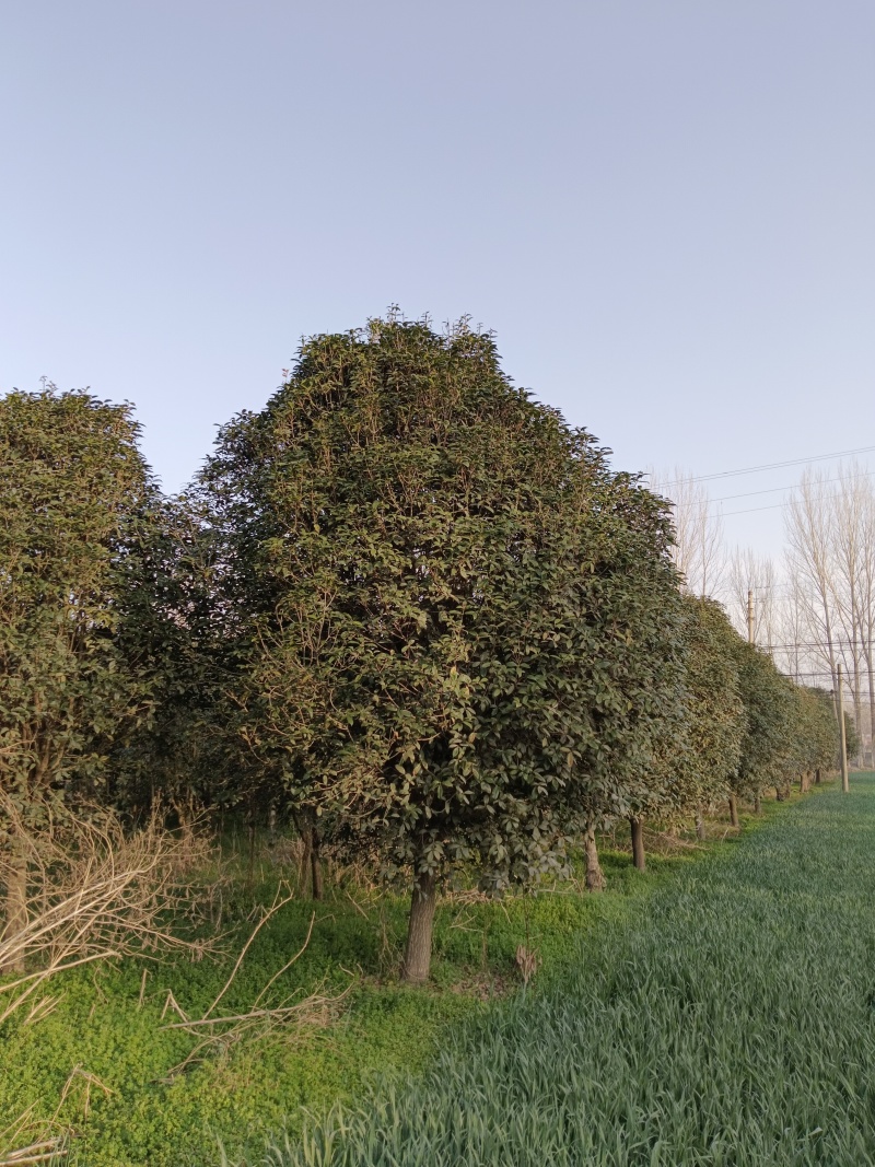 单杆桂花，丛生桂花各种规格齐全，河南桂花树