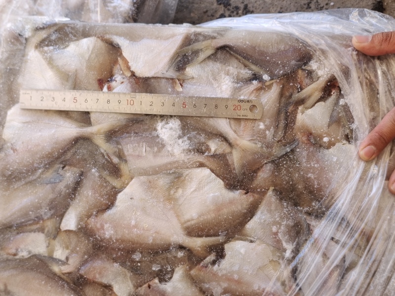 银鲳鱼二去小鲳鱼，清洗干净，去头去内脏银鲳鱼。山东发货