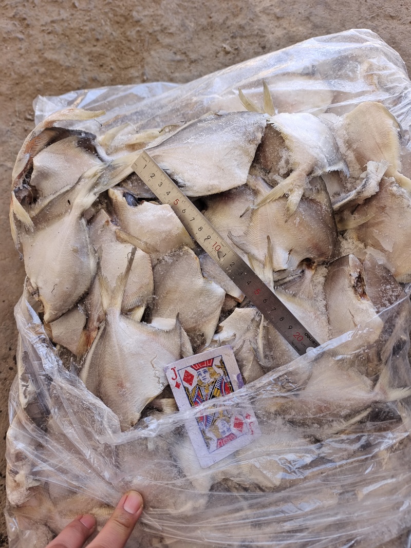 银鲳鱼二去小鲳鱼，清洗干净，去头去内脏银鲳鱼。山东发货