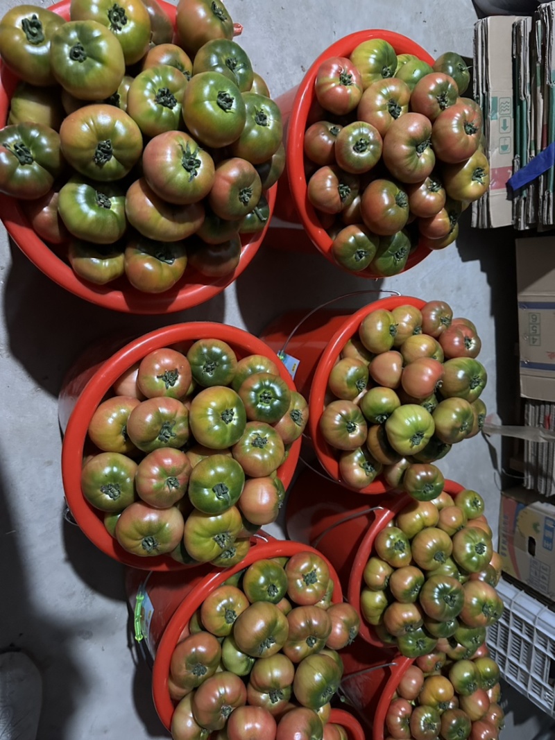 草莓口感西红柿