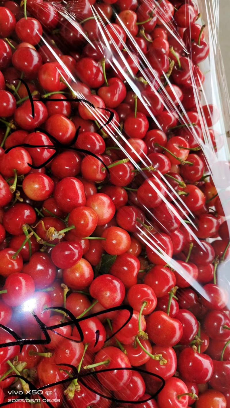 山东潍坊产地精品红灯樱桃一手货源保值保量