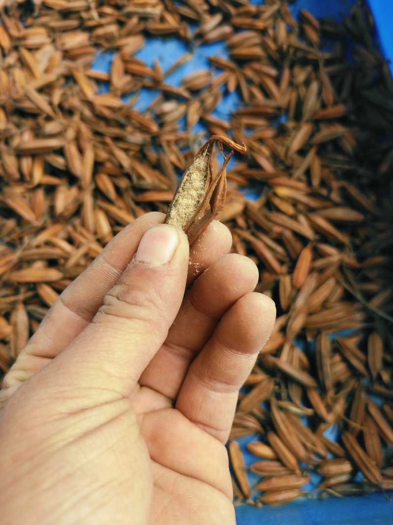 白及果夹供应，保证质量，精选品质，需要的请联系